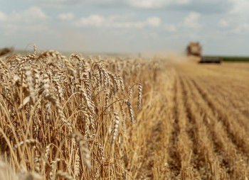 Агропросперис продает земли в Сумской области