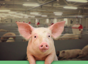 Украинский агрохолдинг Vitagro и датская DanBred инвестируют около $11 млн в свиноферму 