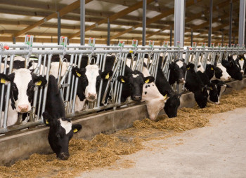 SoftServe Co-Owner and Morshynska Founder Building 2,000-Head Dairy Farm Near Morshyn