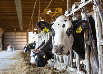 SoftServe Co-Founder Invests in Ukraine’s Dairy Sector: Antitrust Clearance Granted for $20M Deal