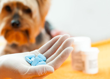 Анализ рынка ветеринарных препаратов в Украине