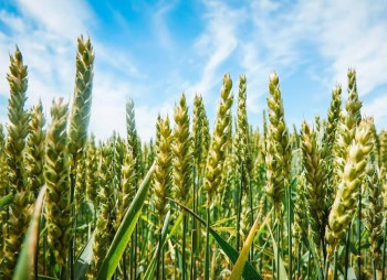 Агрохолдинг Олимп получил контроль над агрокомпанией на Черкасчине