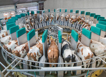 World’s Largest Robotic Batch Milking Farm to Be Built Near Kyiv