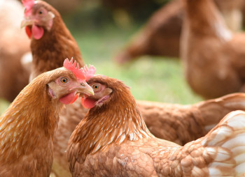 Львовский производитель растительного масла «Олияр» запустил птицефабрику мощностью до 2,3 млн птиц 