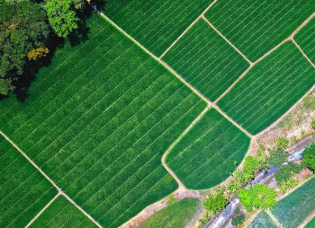 Ukraine’s farmland market in 2025: what is happening to agricultural land prices