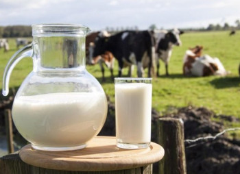 1,200-Head Dairy Farm Becomes First New Investment Project in Vinnytsia Region’s Dairy Sector