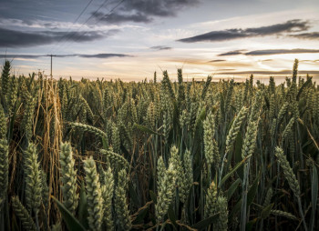 Рынок M&A Украины в агросекторе в 2025 году: ключевые тенденции, консолидация и стратегические сделки