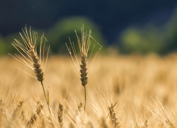 Competition for Farmland in Ukraine Intensifies as Land Market Surpasses 1 Million Hectares