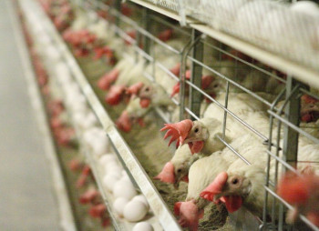 Под Старым Самбором построят птицефабрику на 500 тыс бройлеров в год