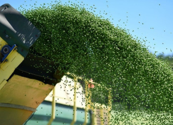 Китай открыл рынок для украинского гороха: это может ускорить инвестиции в переработку