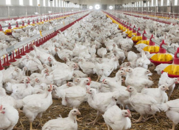 MHP Gains Control of Spanish Poultry Company Incusur Avicola in $28.2M Deal