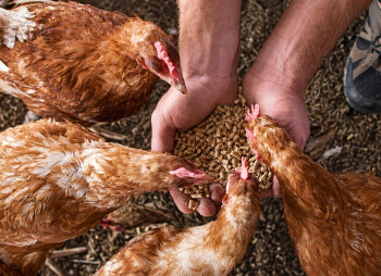 Sunflower Protein: A New Opportunity for Value-Added Agricultural Processing in Ukraine