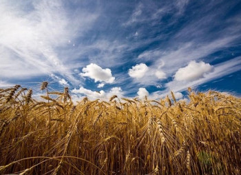 Зерновой сезон в Украине 2013 - 2014