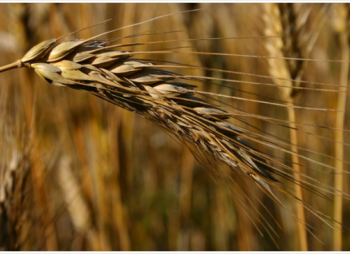 Неизвестный инвестор выкупает акции шведской компании с активами в Украине  