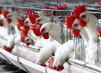 Organic chicken poultry farming far sale