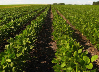 Агрохолдинг 