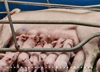 Инвестиции в свинокомплекс. Прибыль 3,4 млн $/год