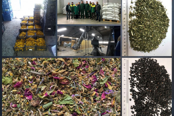 Переработка и экспорт лекарственных трав для фармацевтической, пищевой, косметической и кормовой отраслей