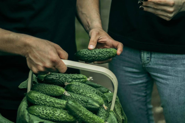 AgroGloryTime - инвестиции в агробизнес Украины по технологии blockchain