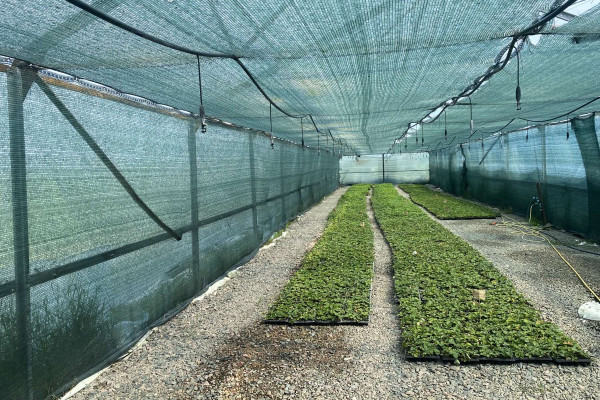 Organic berry farm with expansion project in Kyiv region for sale