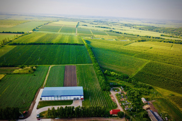 Продажа фруктового сада площадью 241 га на Прикарпатье 