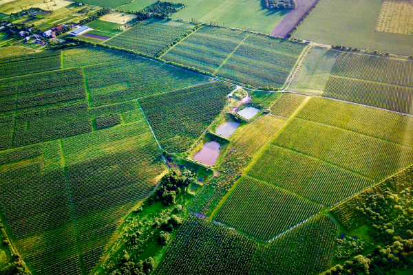 Продажа фруктового сада площадью 241 га на Прикарпатье 