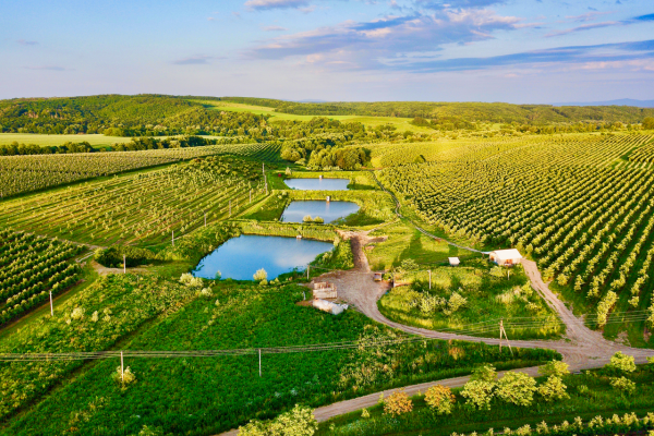 Продажа фруктового сада площадью 241 га на Прикарпатье 