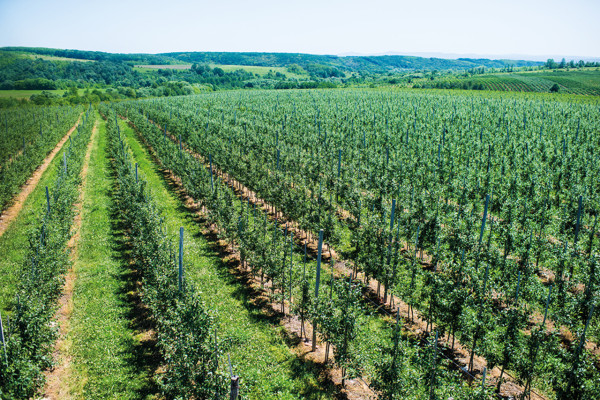 Продажа фруктового сада площадью 241 га на Прикарпатье 