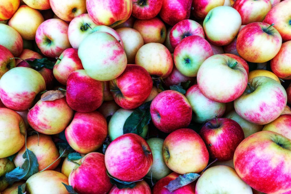 Продажа фруктового сада площадью 241 га на Прикарпатье 