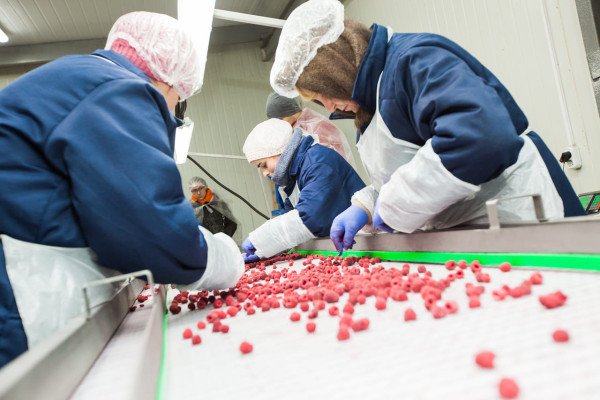 Продаж фабрики з переробки, заморожування та реалізації ягідної, фруктової та овочевої продукції