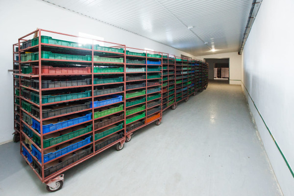 Продаж фабрики з переробки, заморожування та реалізації ягідної, фруктової та овочевої продукції