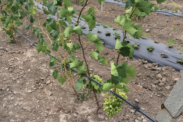 Агрокомпания по выращиванию винограда, клубники и малины