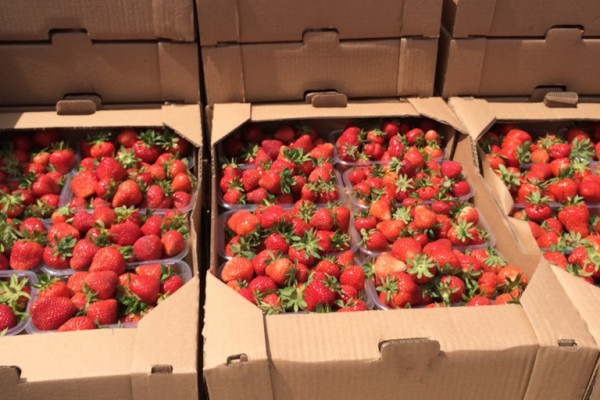 Агрокомпания по выращиванию винограда, клубники и малины