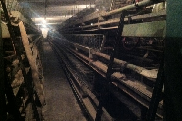 Poultry plant in Kyiv district  