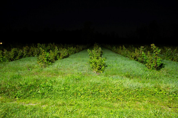 Berry farm for growing organic raspberries and currants