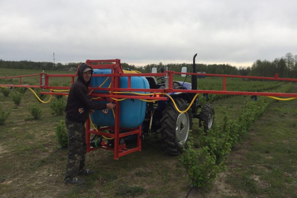Berry farm for growing organic raspberries and currants
