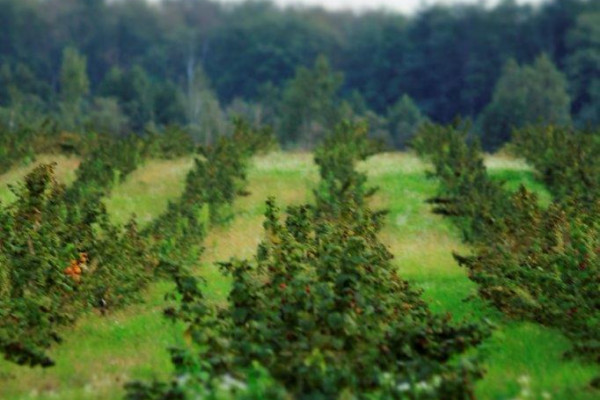 Berry farm for growing organic raspberries and currants