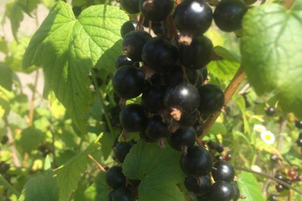 Berry farm for growing organic raspberries and currants