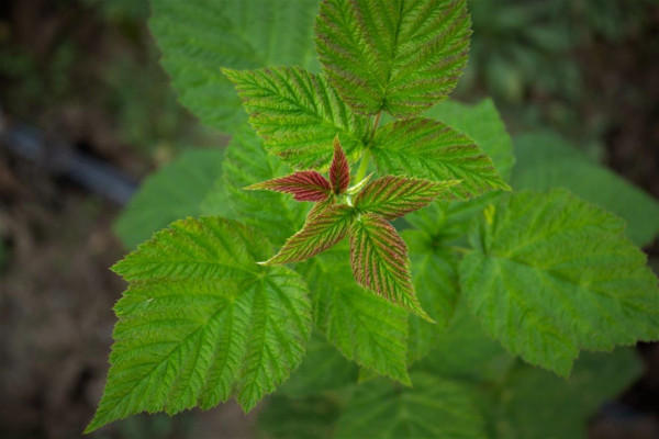 Berry farm for growing organic raspberries and currants