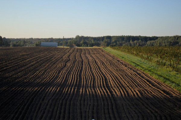 Berry farm for growing organic raspberries and currants