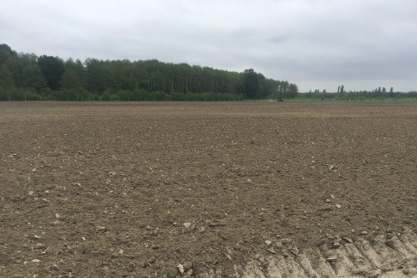 Berry farm for growing organic raspberries and currants