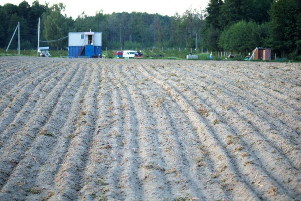 Berry farm for growing organic raspberries and currants