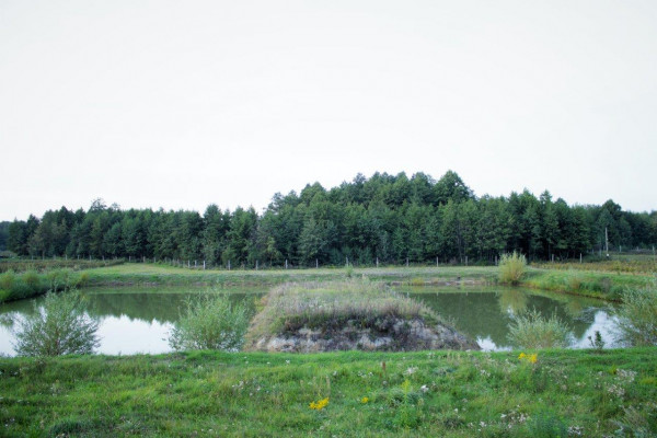 Berry farm for growing organic raspberries and currants