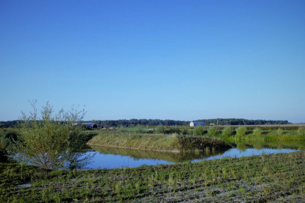 Berry farm for growing organic raspberries and currants