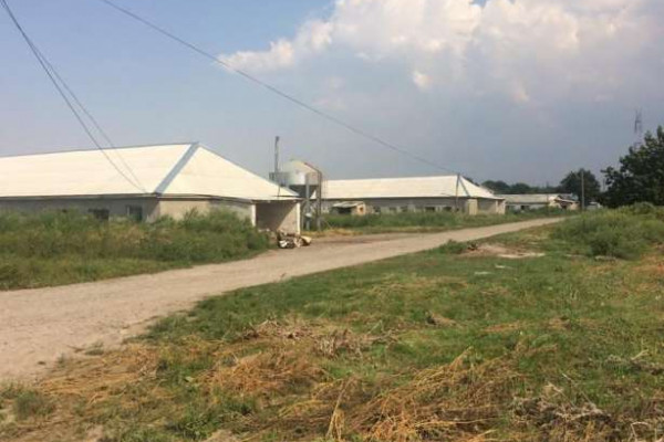 Птицекомплекс по выращиванию курицы высокого качества