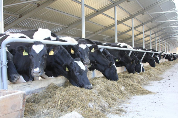 Комплекс по производству животноводческой продукции и зерновых культур