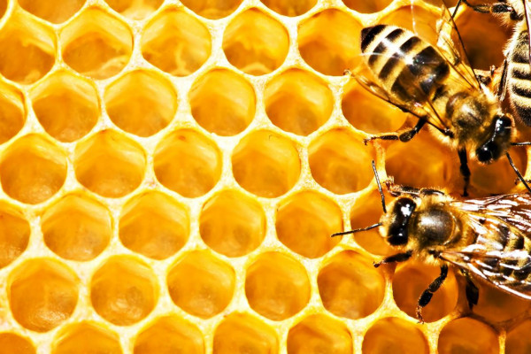 Пасека в Харьковской области