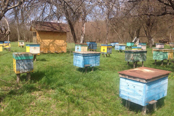 Пасека в Харьковской области