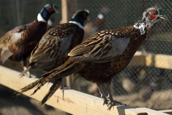 Комплекс по разведению и выращиванию фазанов
