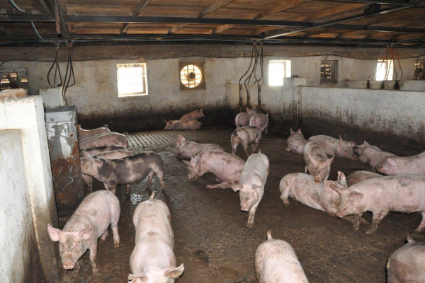 Действующая свиноферма в Черниговской области